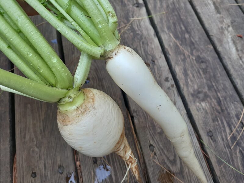 Daikon and Turnip from our garden