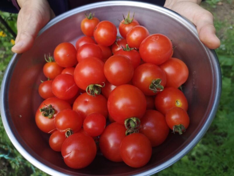The tomatoes which we have harvested are very nice and shiny.