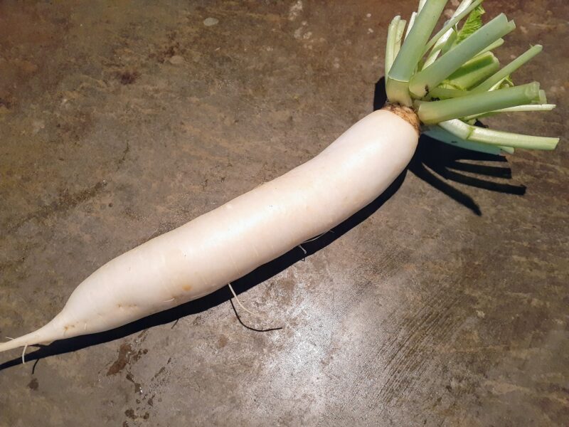 A Daikon radish that we harvest in the garden